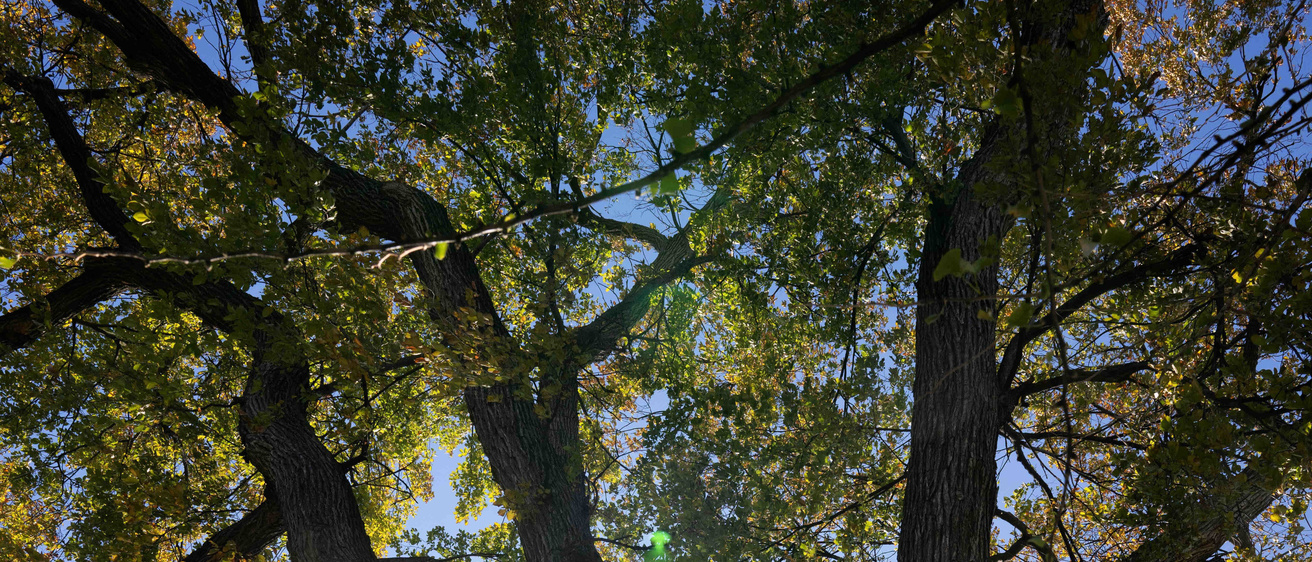 The UI Campus Arboretum Facilities Management The University of Iowa